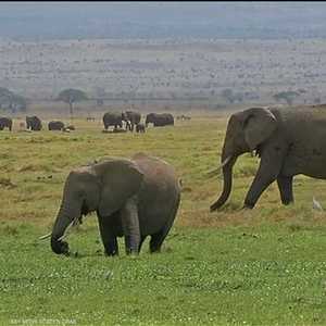 قطعان من الفيلة الأفريقية