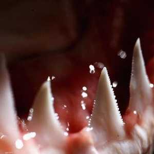 هجوم القرش في وايلي هو الأول خلال هذا العام بأستراليا -أرشيف