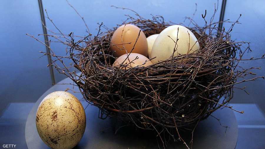 بيض النعام هو الأكبر من بين بيوض جميع الطيور