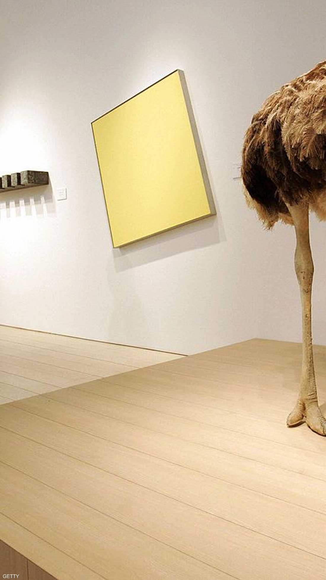 النعامة لا تدفن رأسها في الرمال والذي أطلق هذه الشائعة هو الكاتب بليني الأكبر