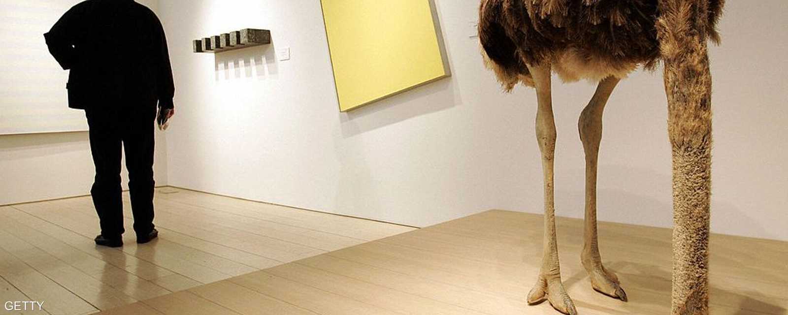 النعامة لا تدفن رأسها في الرمال والذي أطلق هذه الشائعة هو الكاتب بليني الأكبر