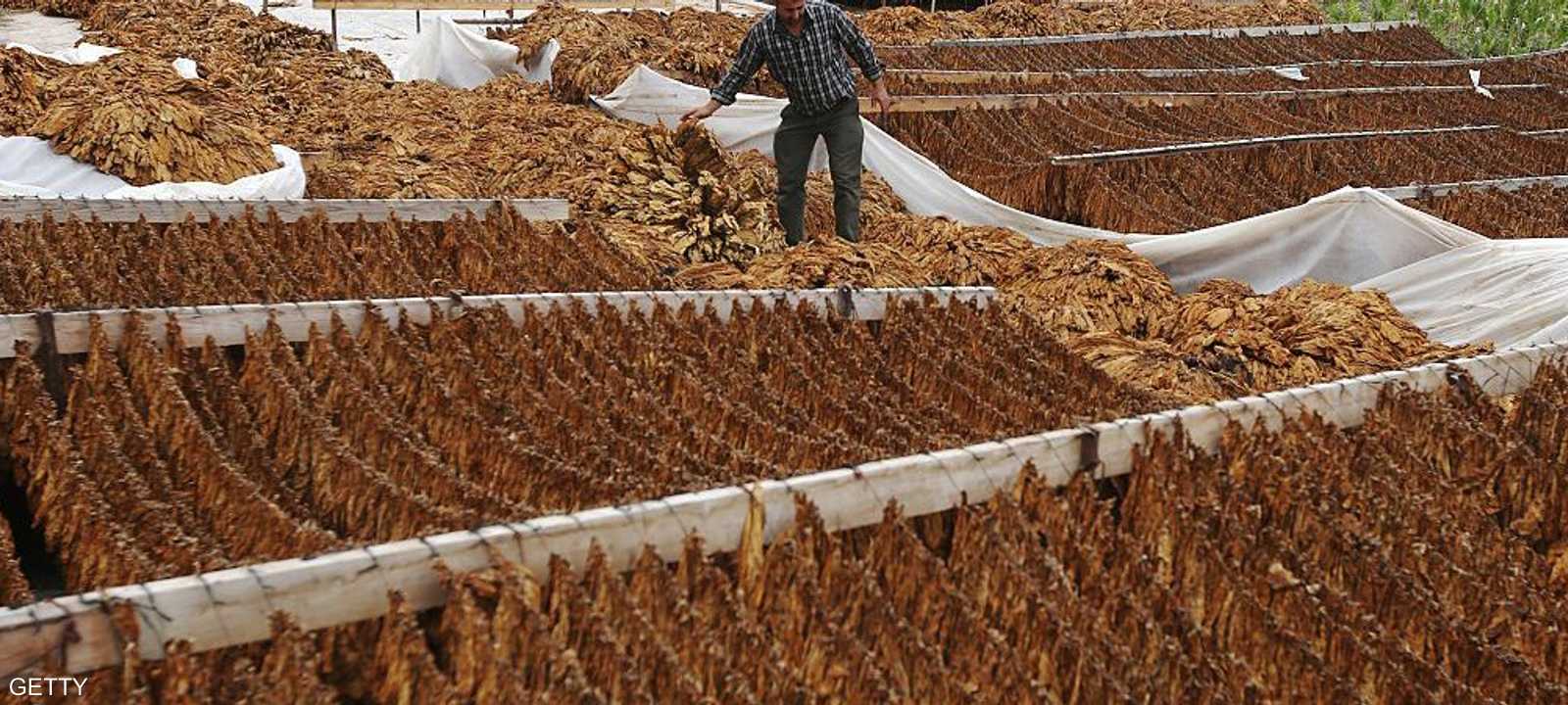 راعة التبغ تلحق "ضررا هائلا" بالبيئة