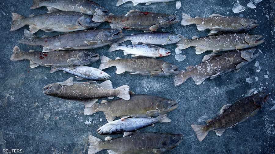 حصيلة وفيرة