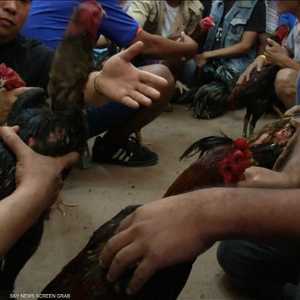 صراع الديكة احتفالا بعامهم في تايلاند