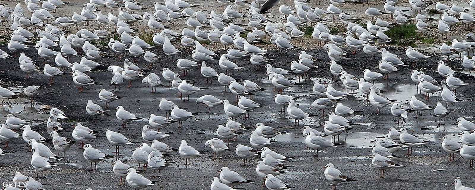 النوارس محمية عالميا من الصيد وبحسب اتفاقية دولية موقعة من قبل لبنان