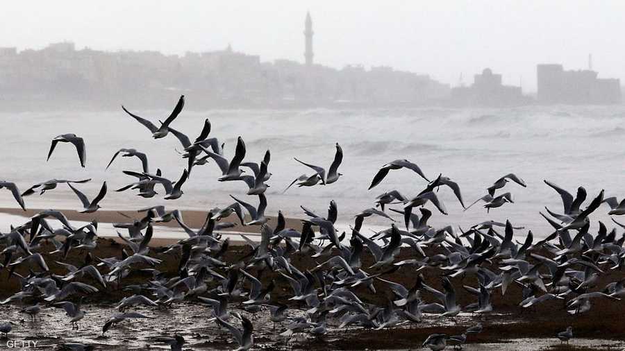 واستنكرت الحركة البيئية اللبنانية من إبادة للطيور