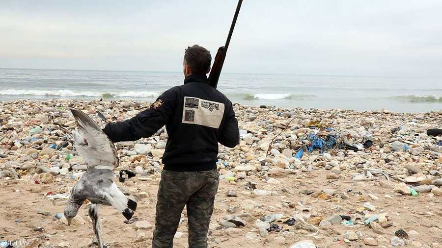 انقسم الناس بين ساخرين وغاضبين مما يحدث تجاه طيور النورس