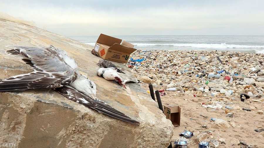 يذكر أن الصيد ممنوع في لبنان