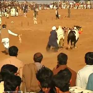 باكستان.. سباق الثيران للترفيه عن المزارعين