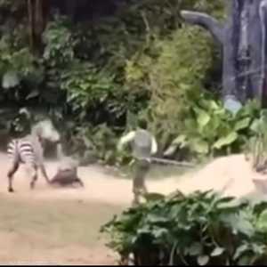 هجوم شرس من حمار وحشي