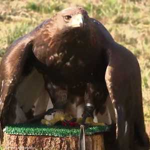 النسور تواجه الدرونز في فرنسا