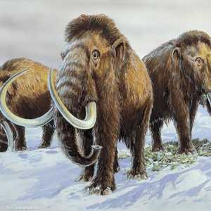 الماموث ذو الشعر الكثيف