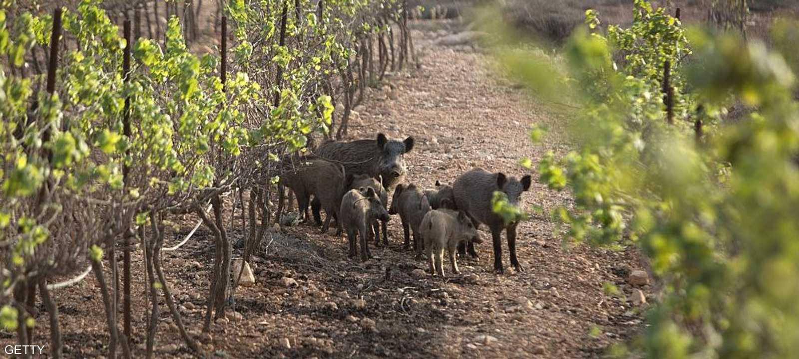 خنازير برية
