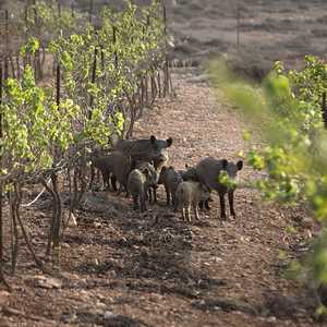 خنازير برية