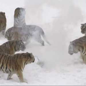 فريسة غير اعتيادية