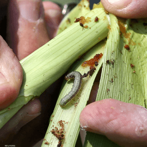 دودة الحشد تفضل محاصيل الذرة