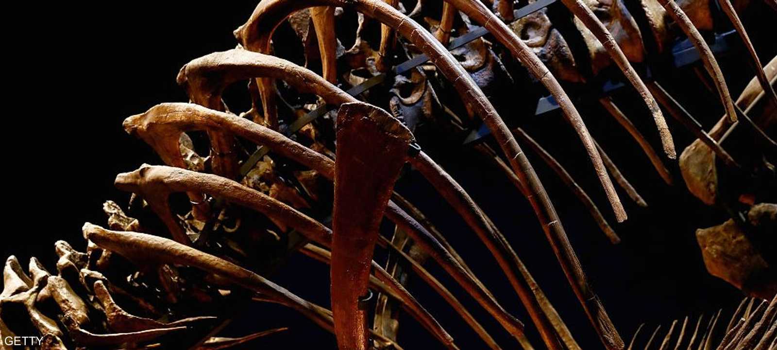 يبلغ طول الهيكل 9 أمتار (أرشيفية)