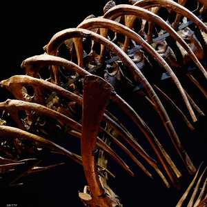 يبلغ طول الهيكل 9 أمتار (أرشيفية)