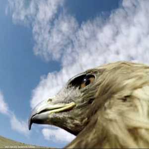 عملية اصطياد نسر لثعلب