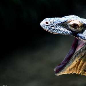 تنين الكومودو