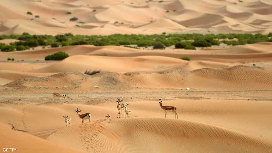 تقطع قطعان المها مسافات شاسعة لاستكشاف مصادر المياه والغذاء