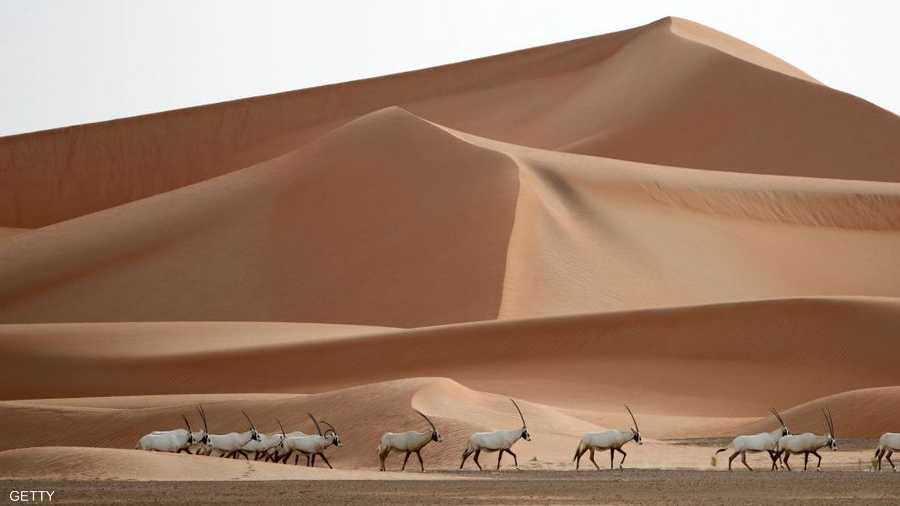 بدأ المشروع في عهد الراحل الشيخ زايد بن سلطان آل نهيان