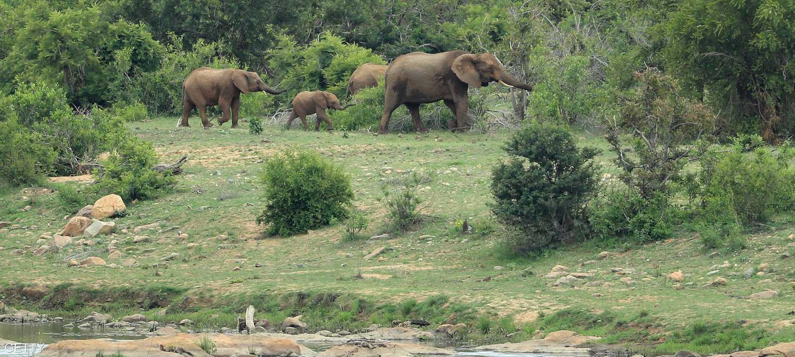 متنزه كروغر الوطني سجلت به عدة حوادث لهجوم فيلة على سيارات