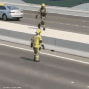 إنقاذ قطة حوصرت في أحد الشوارع الرئيسية لأبوظبي