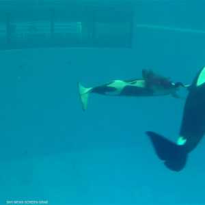 ولادة آخر حوت قاتل في "سي وورلد" الأميركية