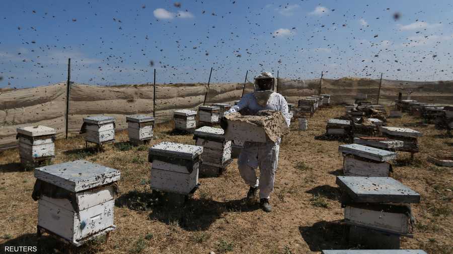 عامل في إحدى مزاع النحل جنوبي غزة.