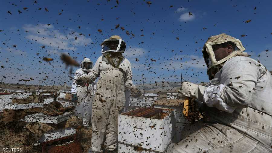 اعتداءات إسرائيل المتكررة على غزة دمرت كثير ا من المناحل