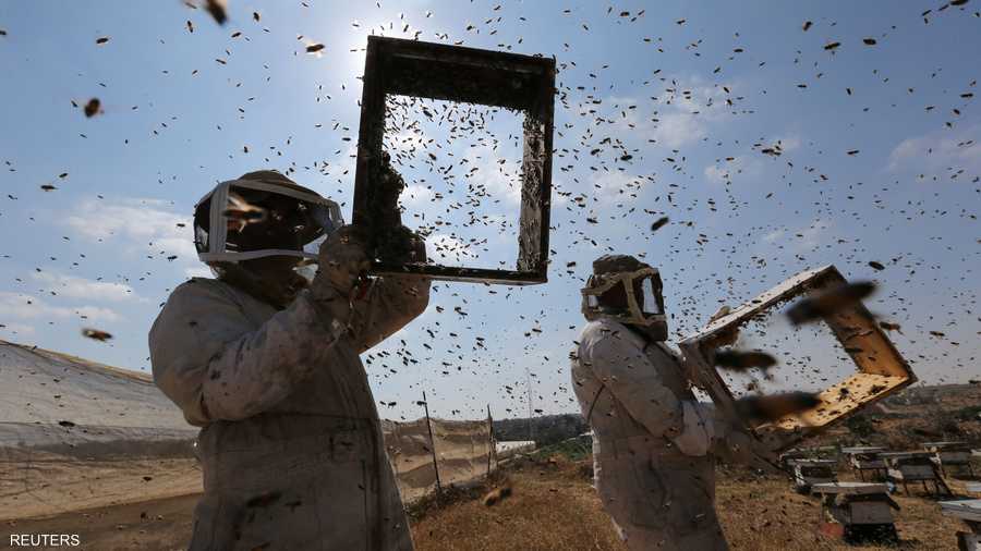 تعتبر هذه المهنة موسمية وتدر دخلا إضافيا على المزارعين