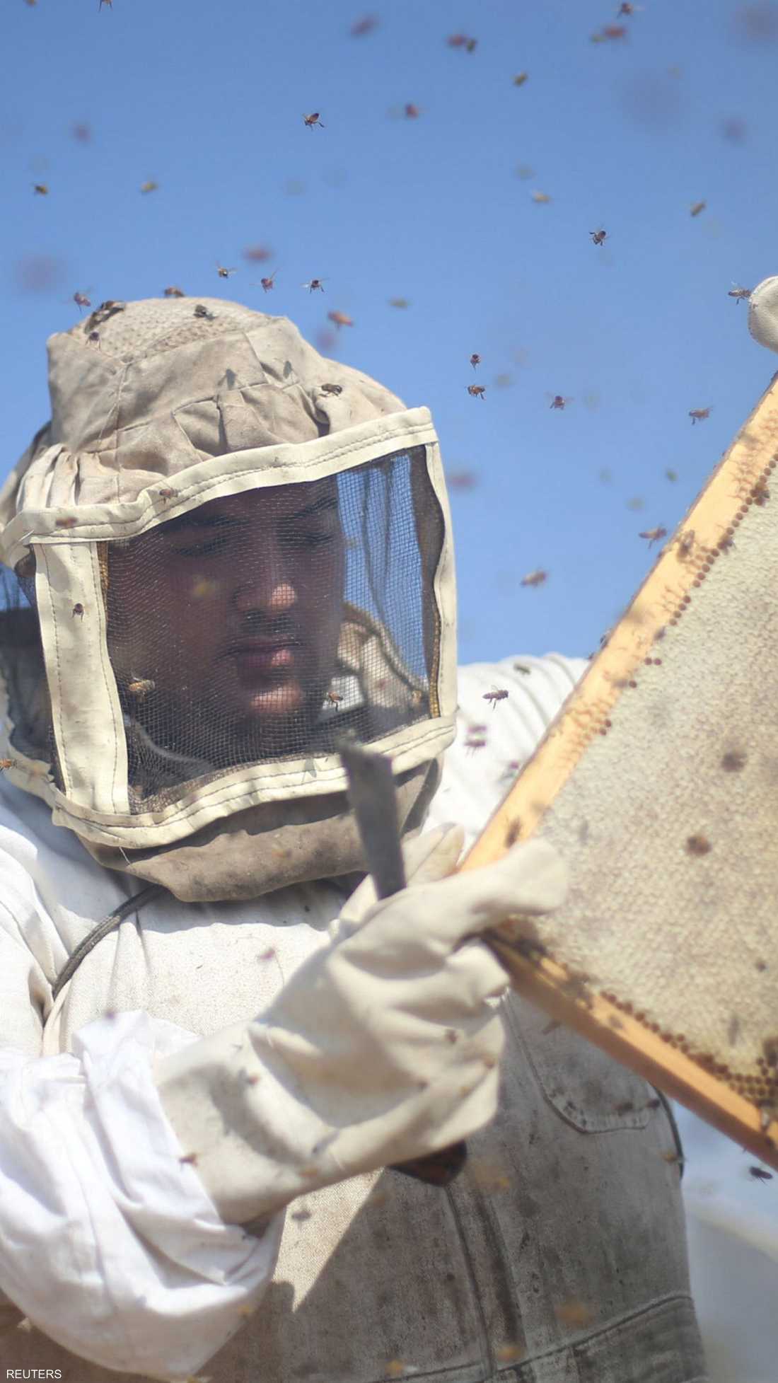 جني العسل من المناحل يبدأ مع انتهاء فصل الربيع.