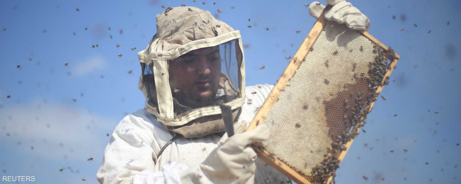 جني العسل من المناحل يبدأ مع انتهاء فصل الربيع.