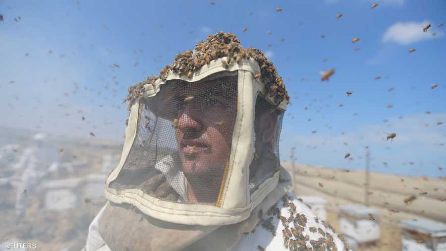 يشارك العشرات من المزارعين في عمليات جمع العسل.