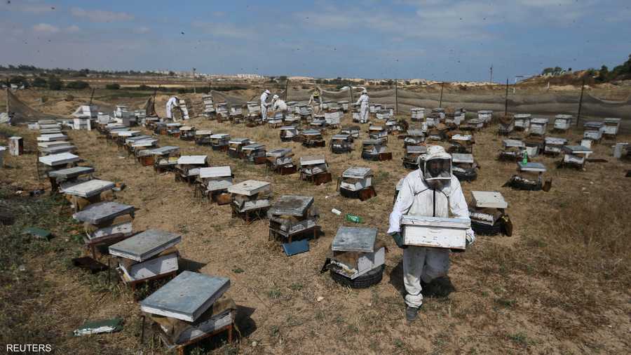 مزرعة نحل في خانيونس جنوبي القطاع.