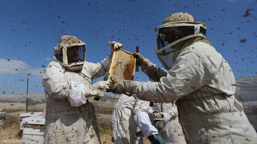 يتميز العسل الغزي بلونه الأصفر الفاتح الصافي