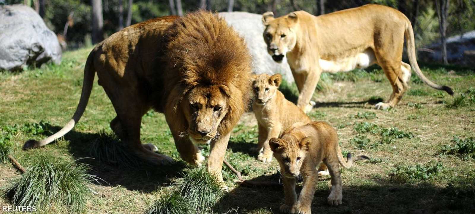 ماوتشو وماساي وشبليه الجديدين