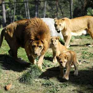 ماوتشو وماساي وشبليه الجديدين