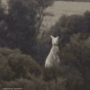 حيوان الكنغر