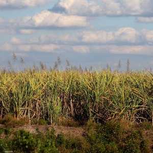 مصر تستعد للاكتفاء الذاتي وتصدير الفائض