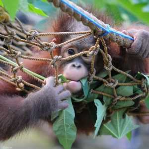 قامت التجربة على حقن أدمغة القردة بجين بشري