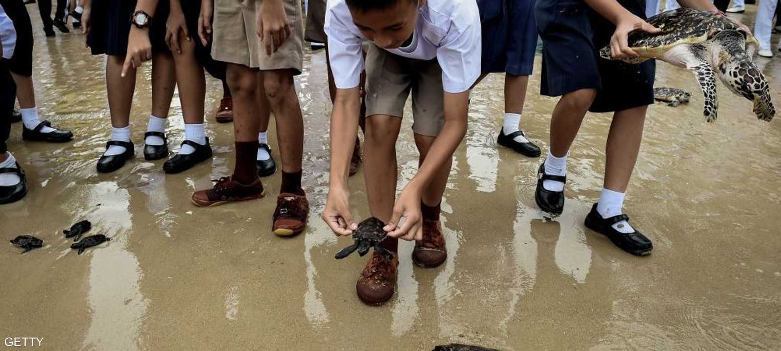 إطلاق سراح 1066 سلحفاة بحرية