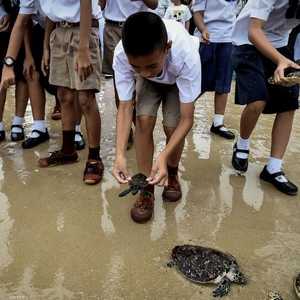 إطلاق سراح 1066 سلحفاة بحرية