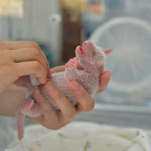 مولود الباندا يزن 142 غراما فقط