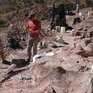 بقايا الديناصورات اكتشفت في الأرجنتين