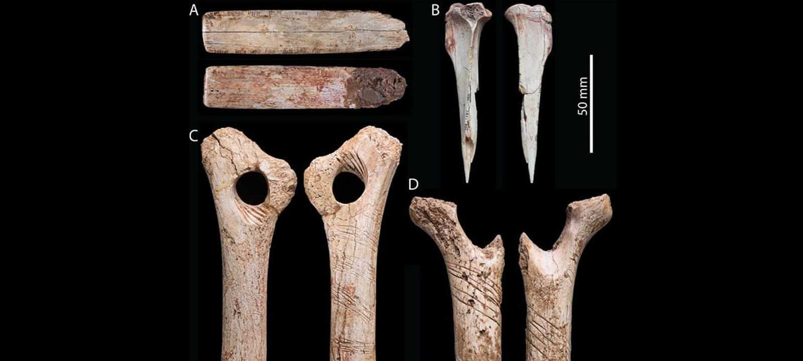 النقوش ظاهرة على العظام