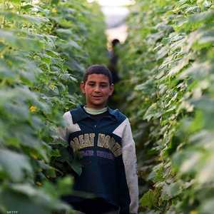 التقويم القبطي ارتبط بالفلاحين في مصر