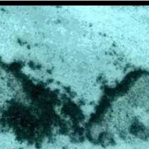 الصورة التي التقطها وارينغ وتظهر مجسمين ضخمين