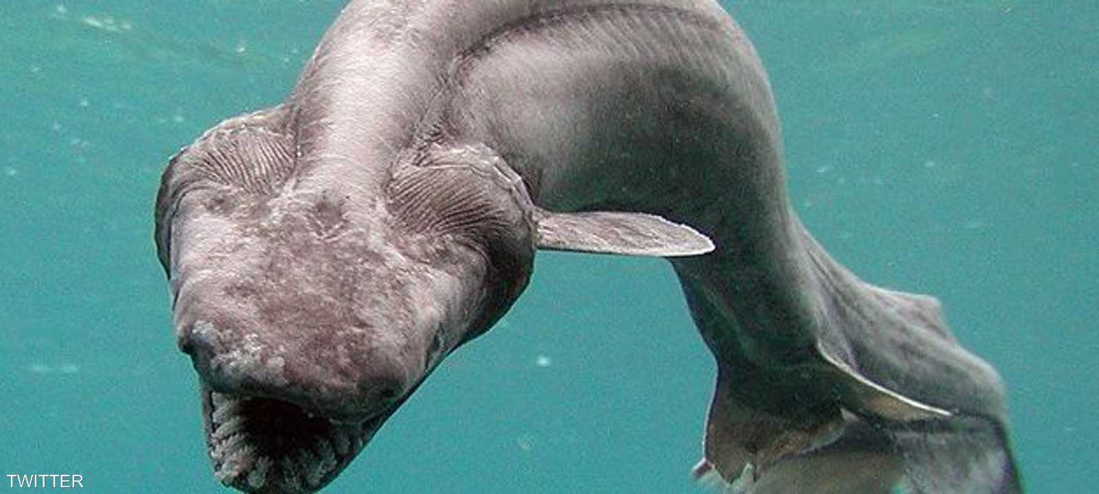 صورة القرش "الغريب"